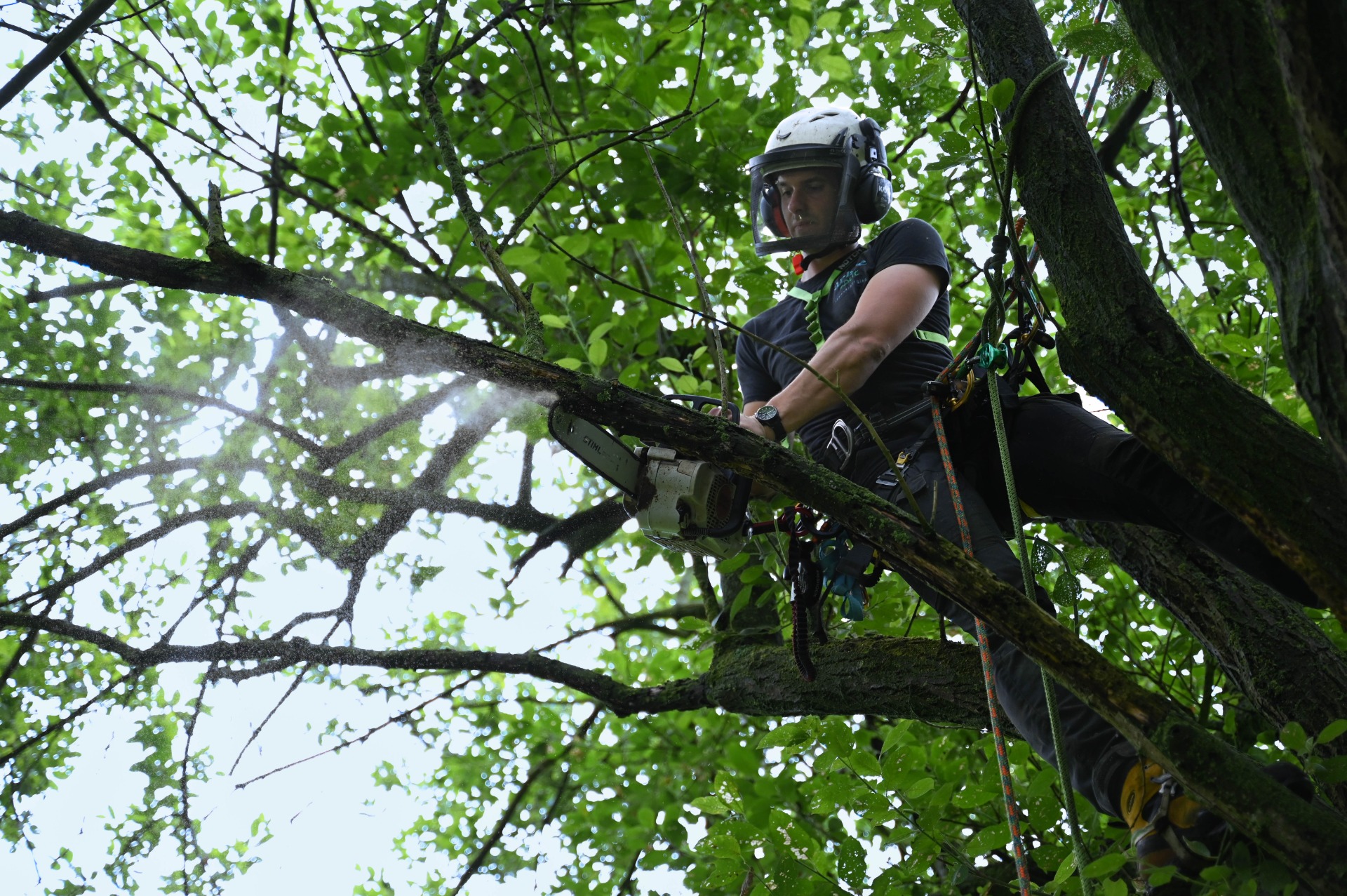 Verwijderen van dood hout